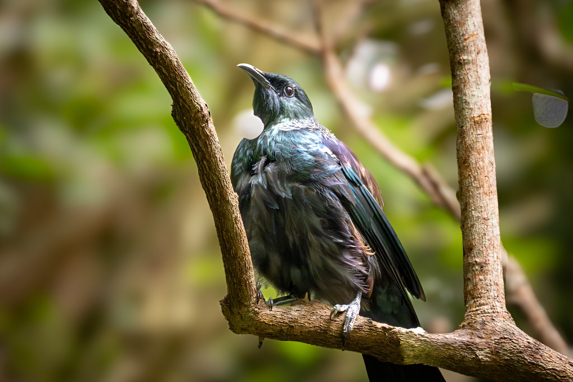 Native Tui