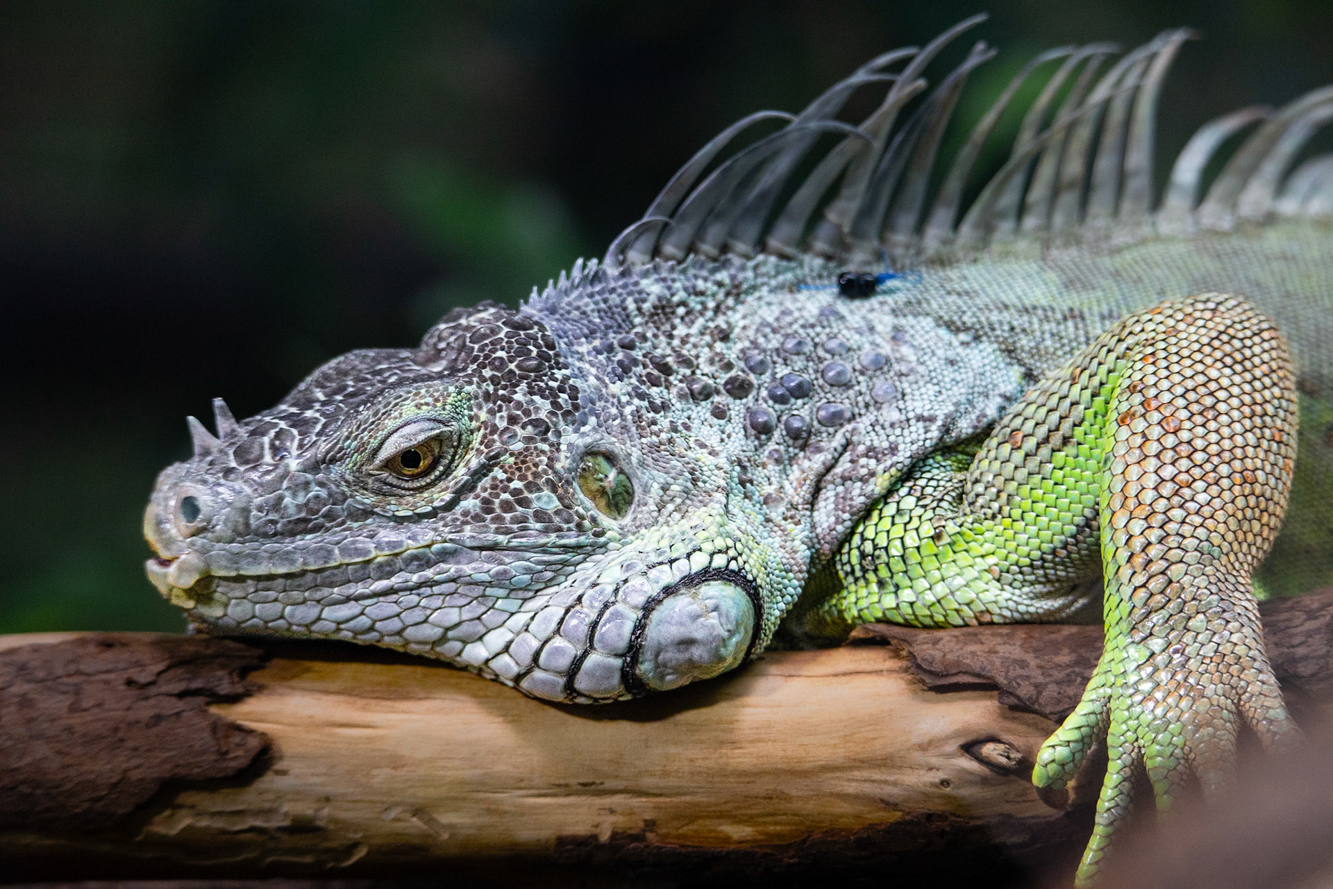 Green iguana