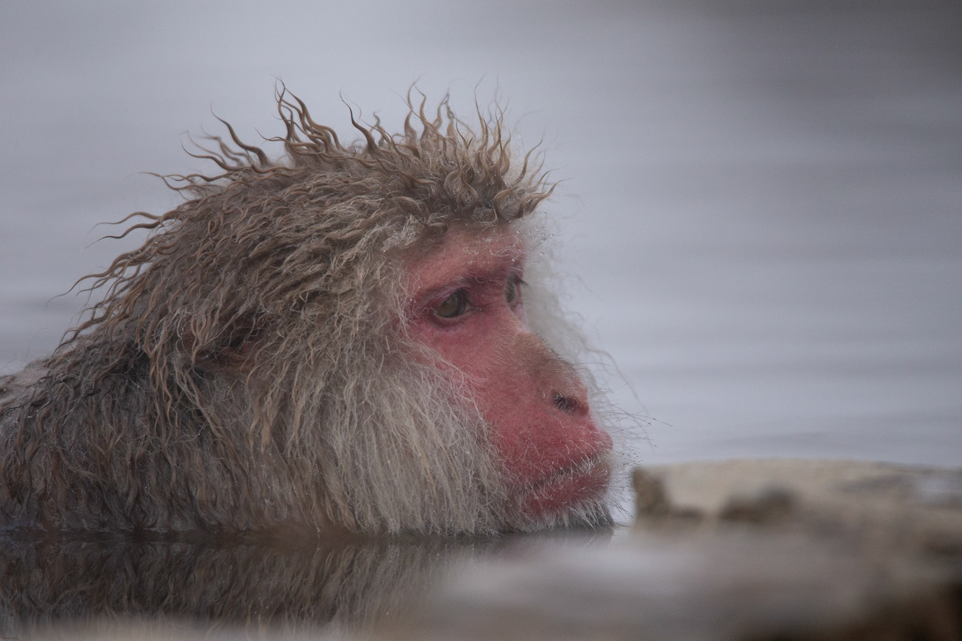 Japanese macaque