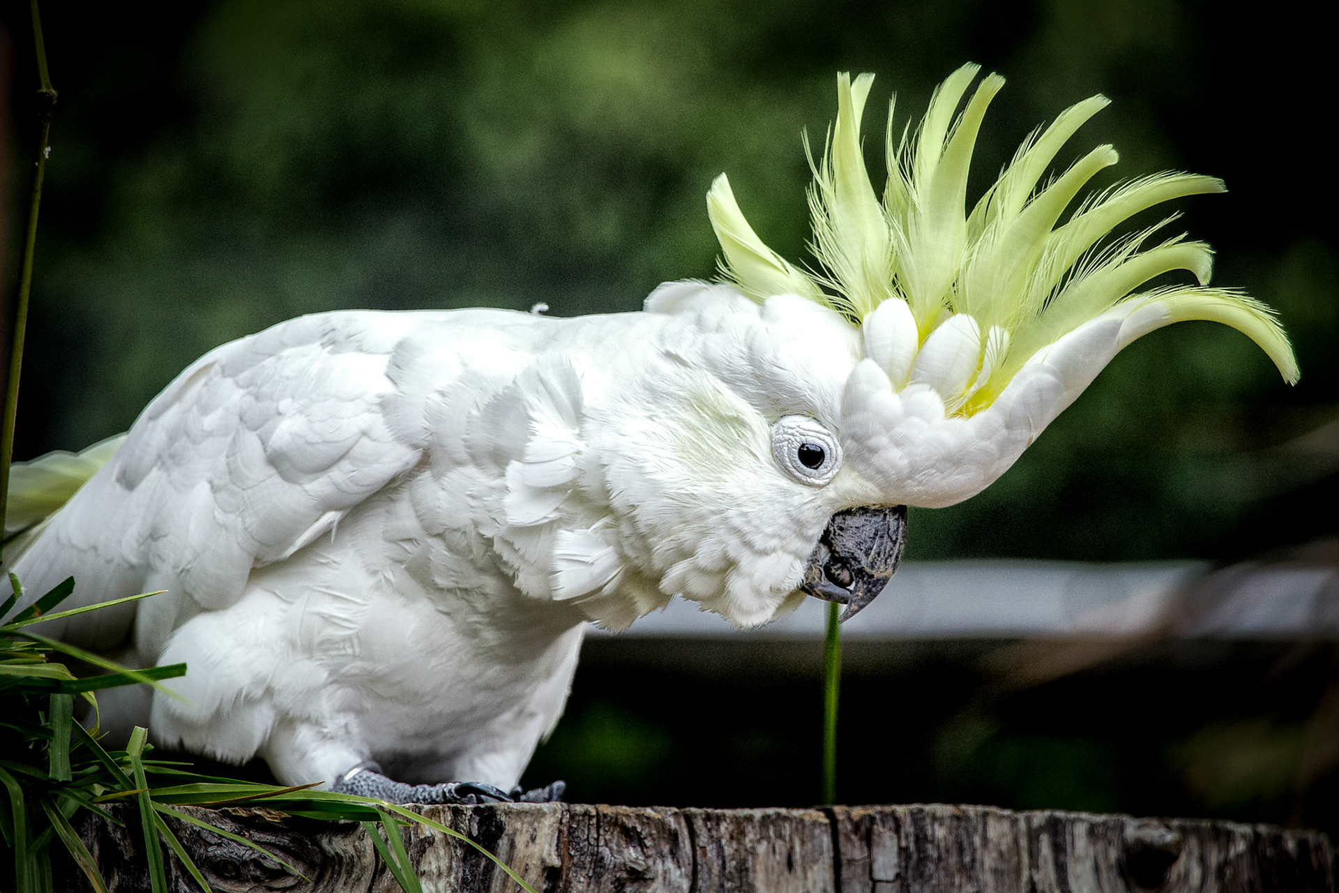 Cockatoo