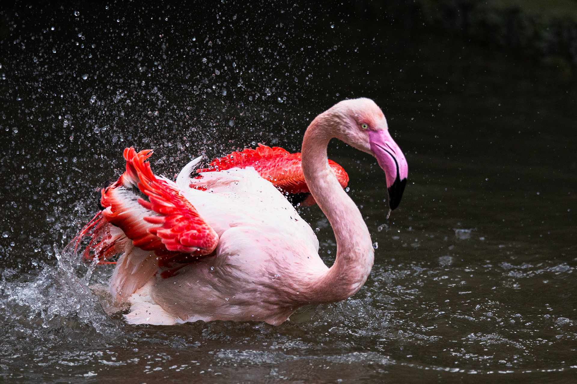 Flamingo