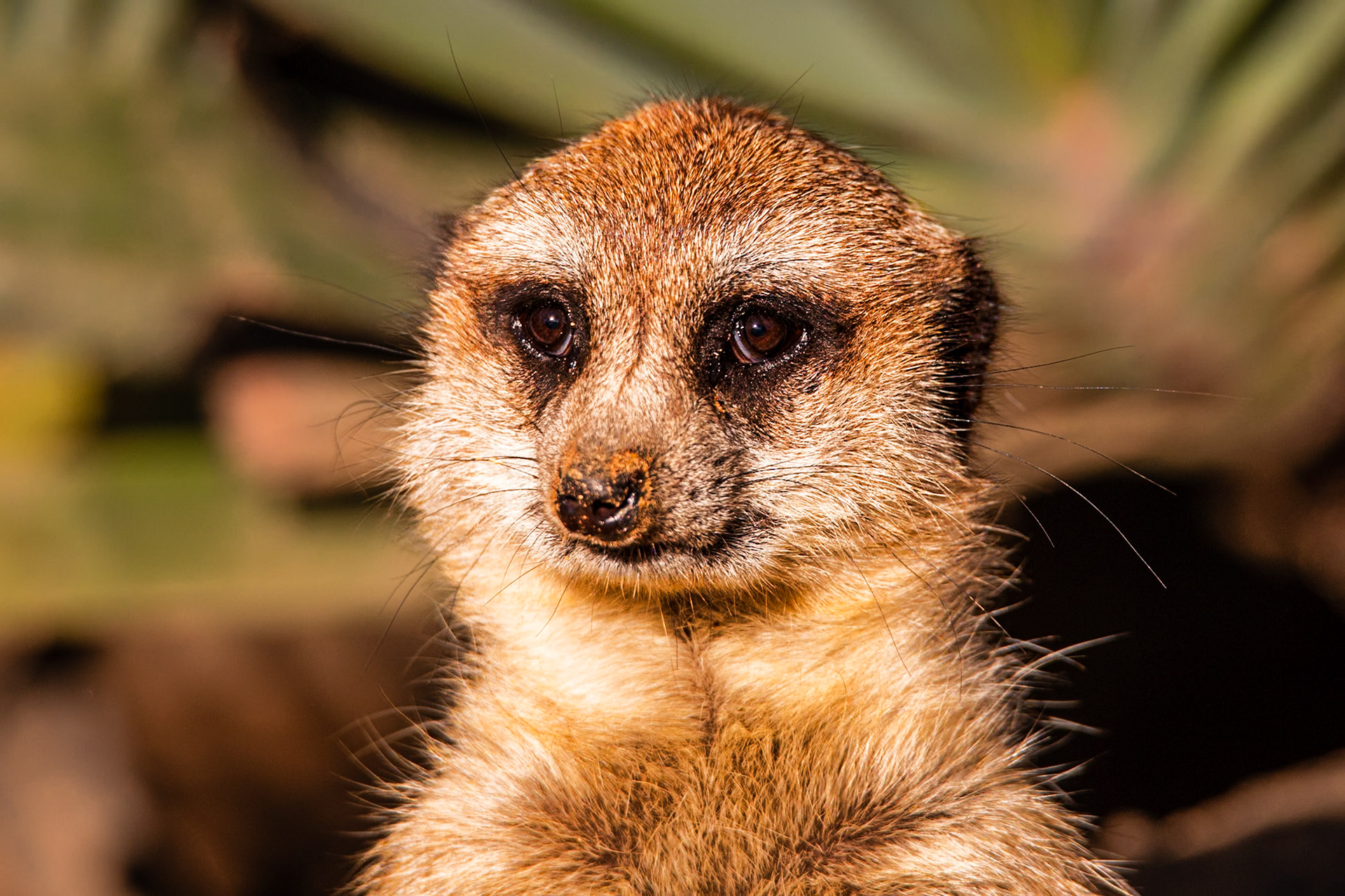 Meerkat