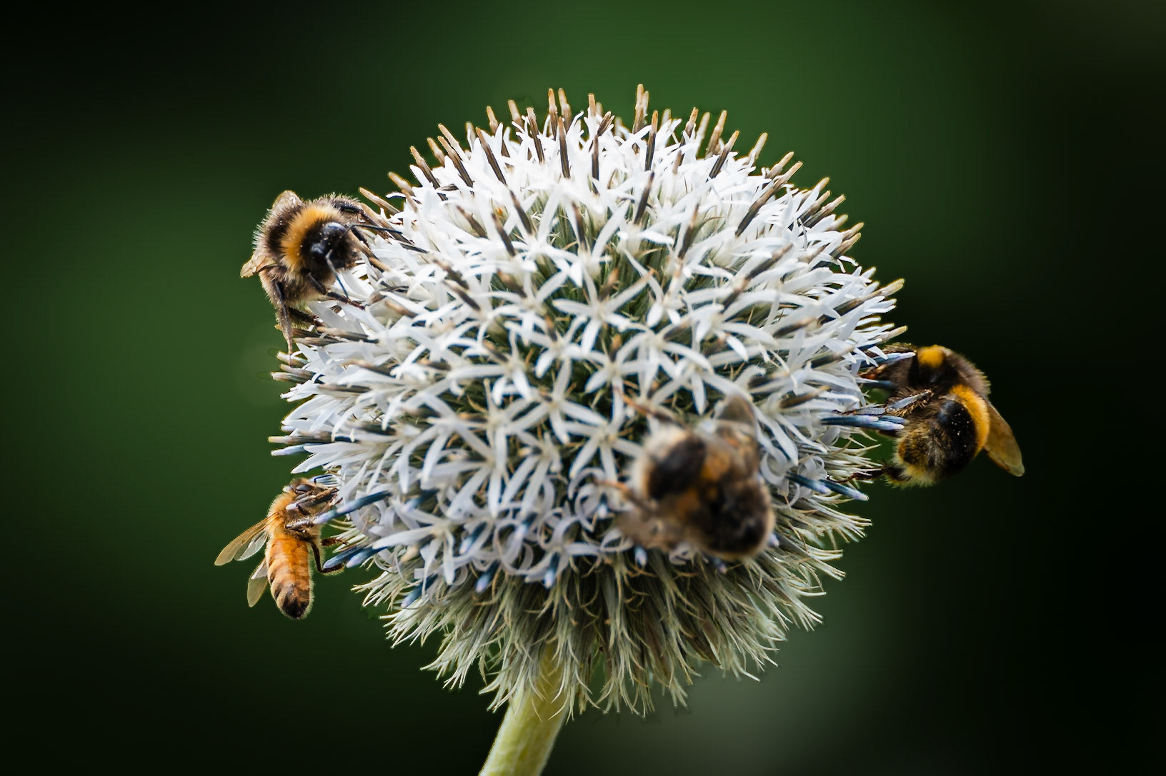 Globe thistle
