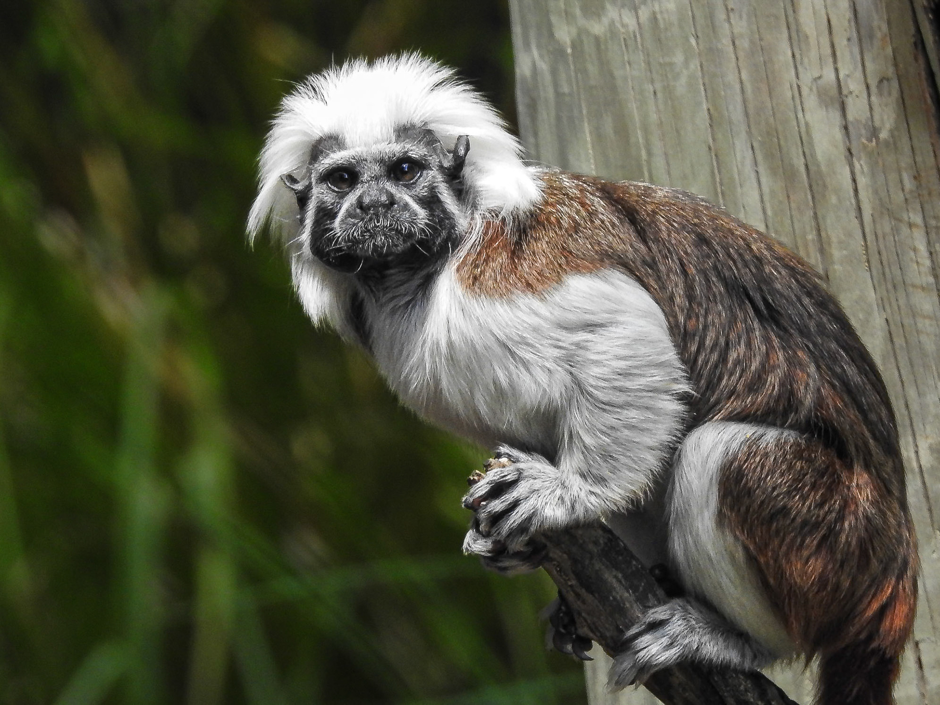 Cotton-top tamarin