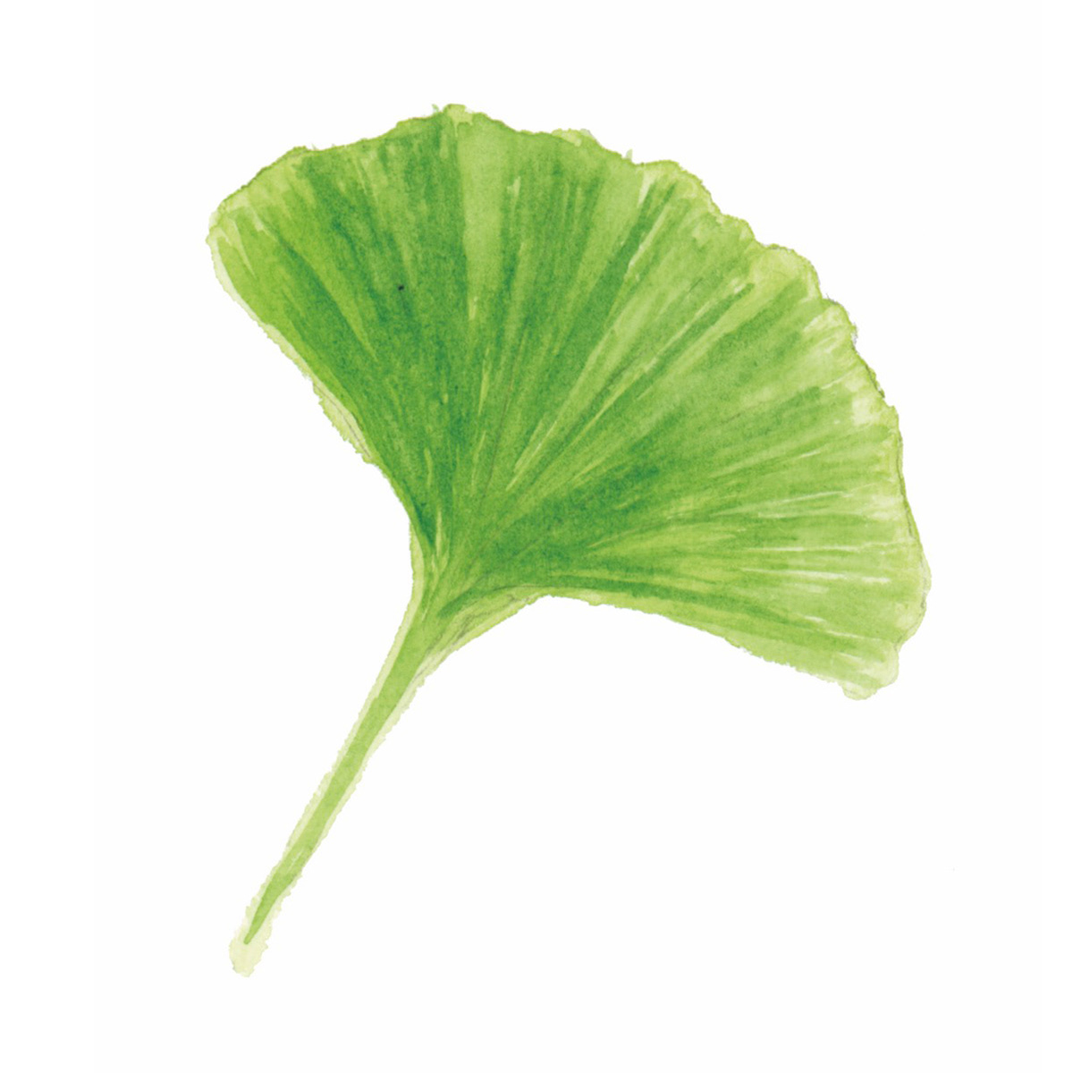 Ginkgoblatt