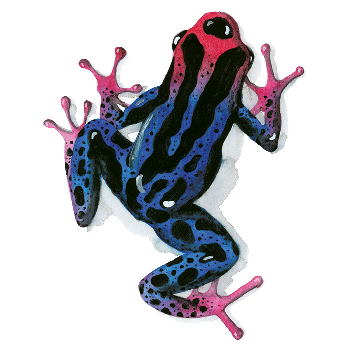 Frosch blau