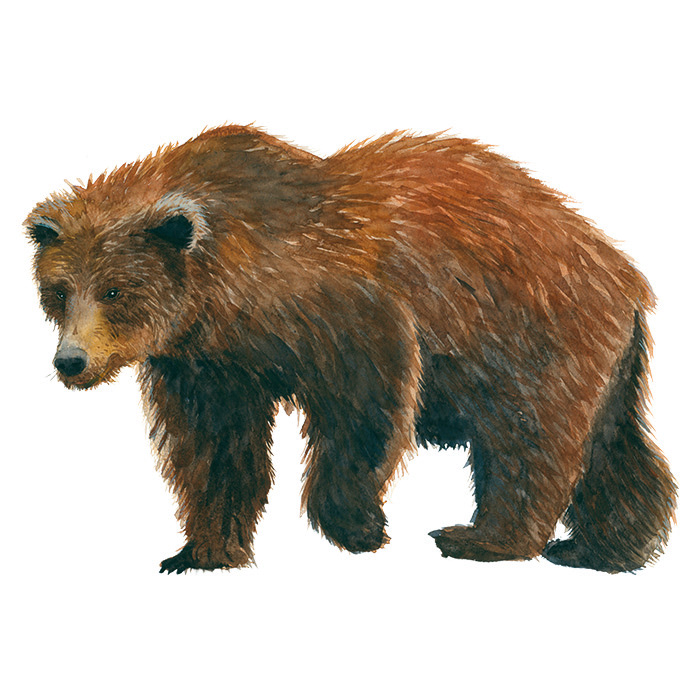 Bär