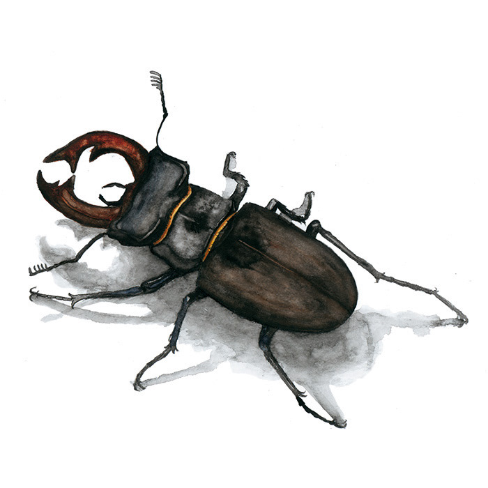 Hirschkäfer