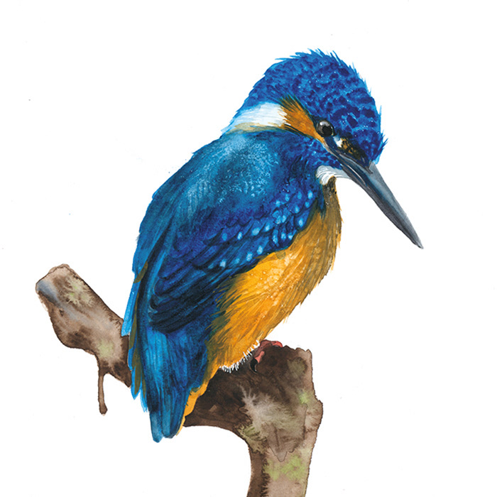 Eisvogel hinten