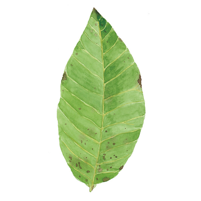 Walnussblatt