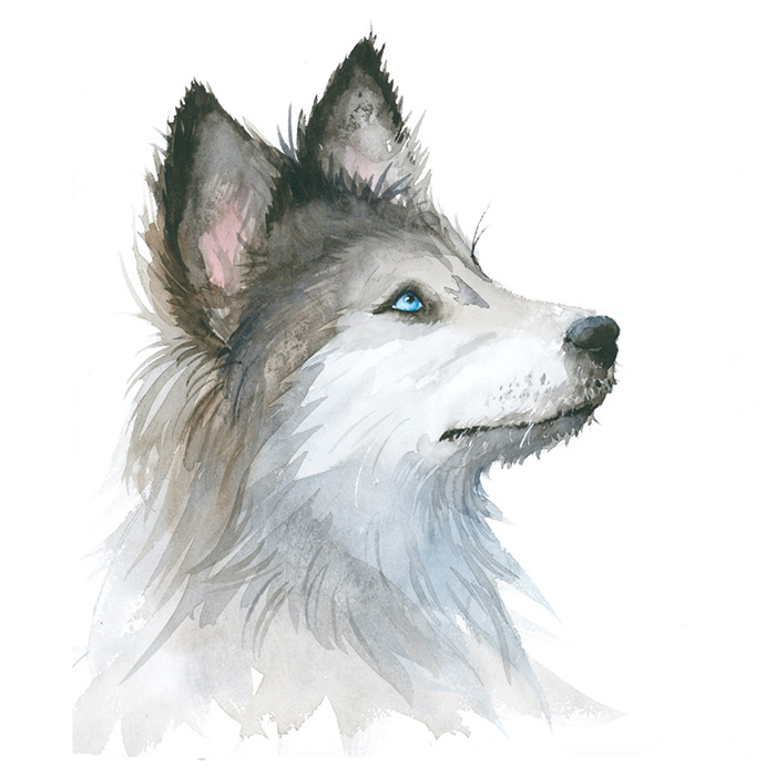 Husky