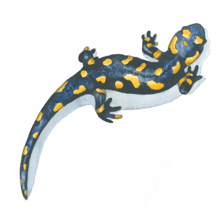 Feuersalamander