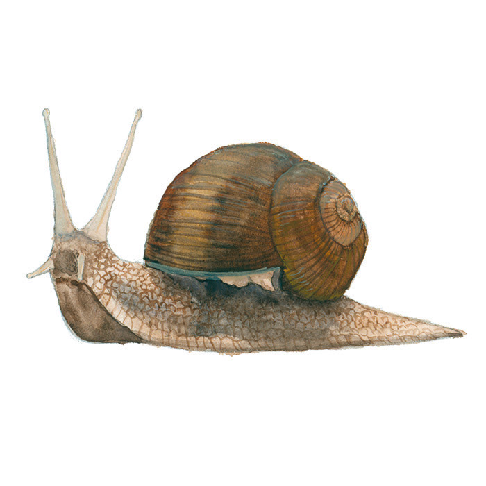 Schnecke