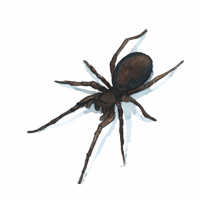 Spinne