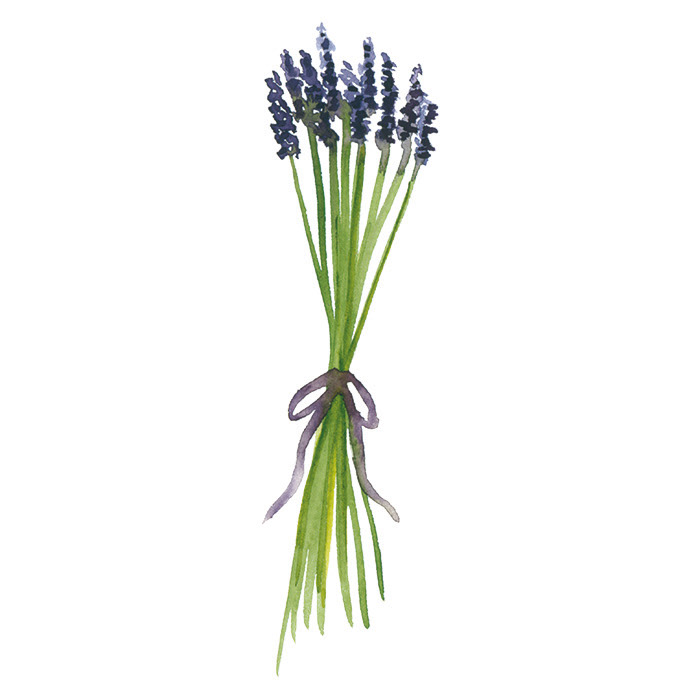 Lavendel