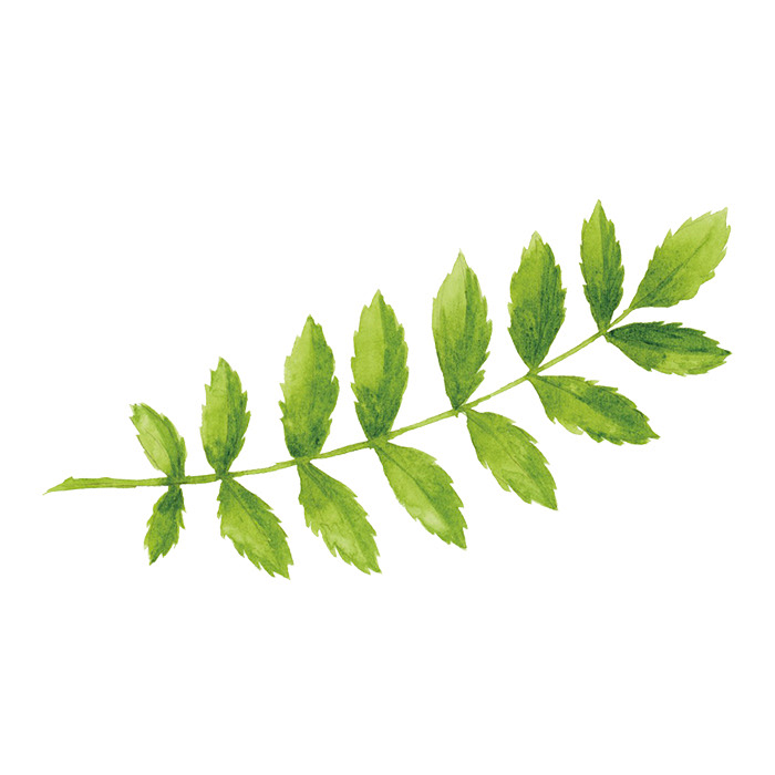 Vogelbeerblatt