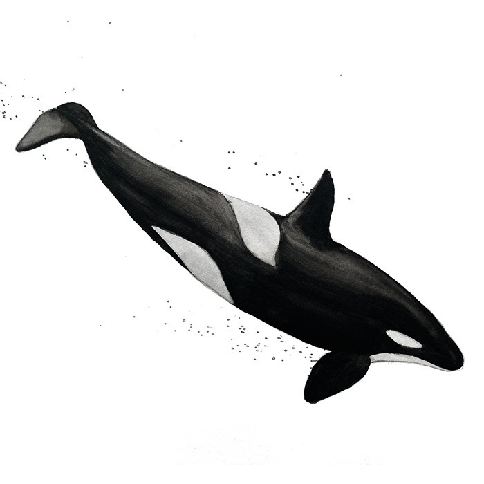 Orca
