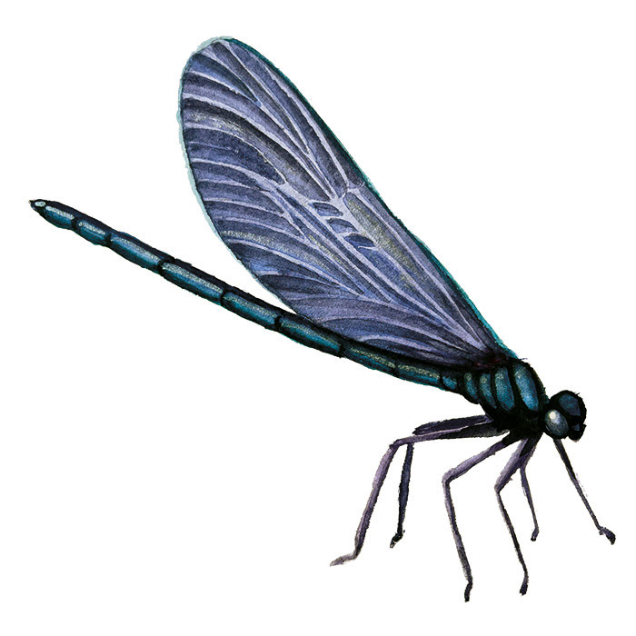 Libelle