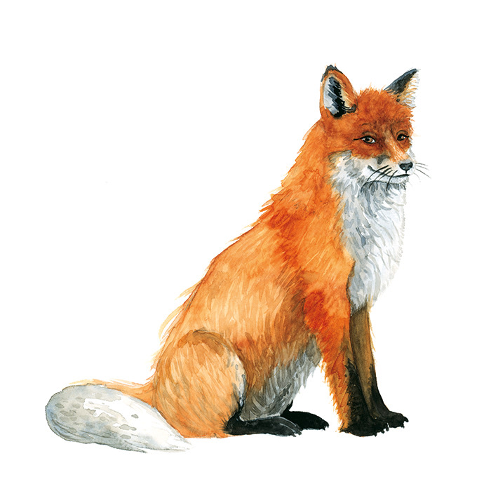 Fuchs ganz
