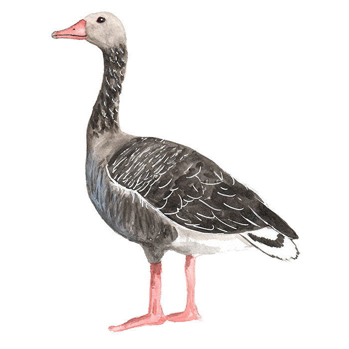 Gans