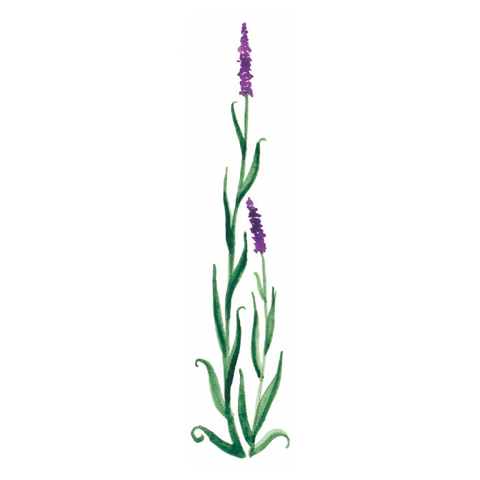 Blume violett