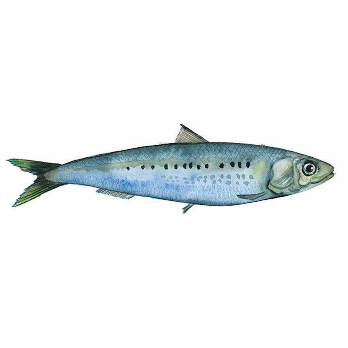 Sardine