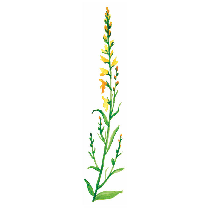 Blume gelb