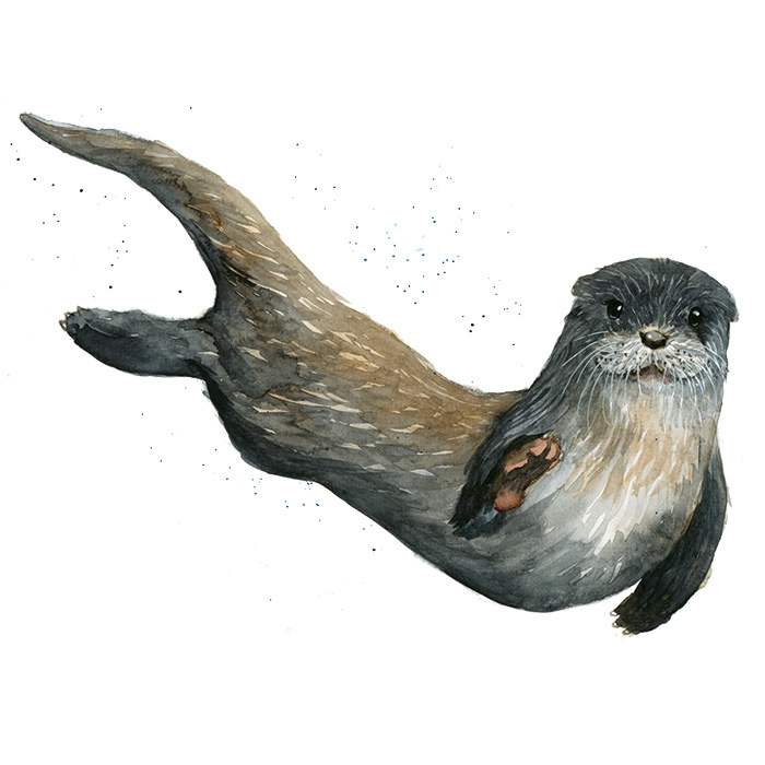 Otter