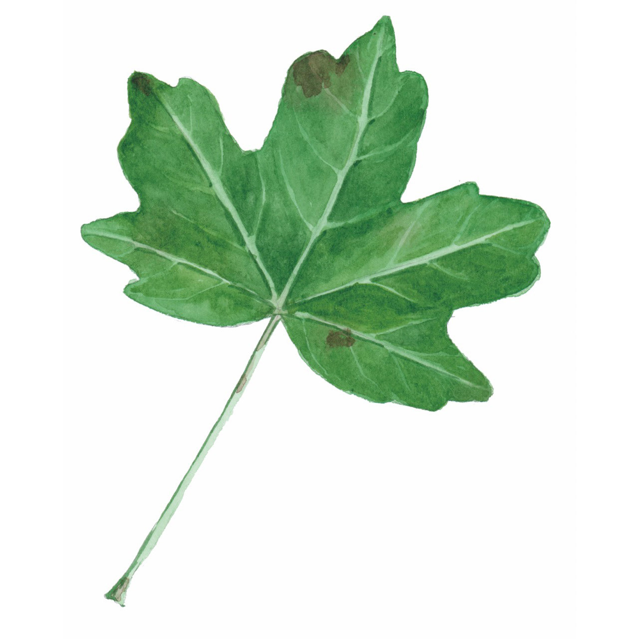 Feldahorn