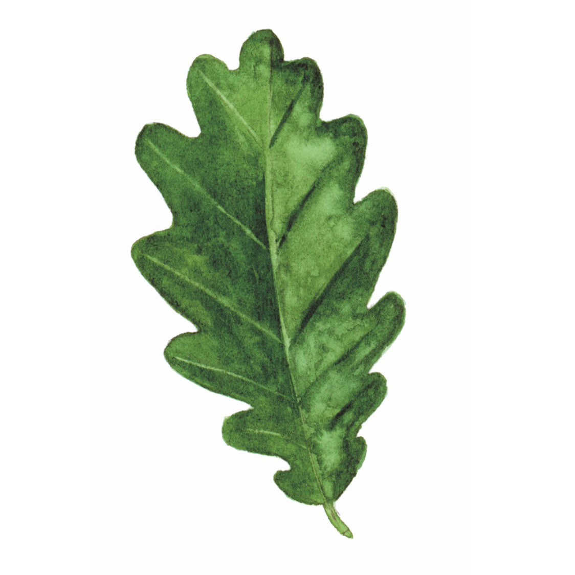 Eichenblatt
