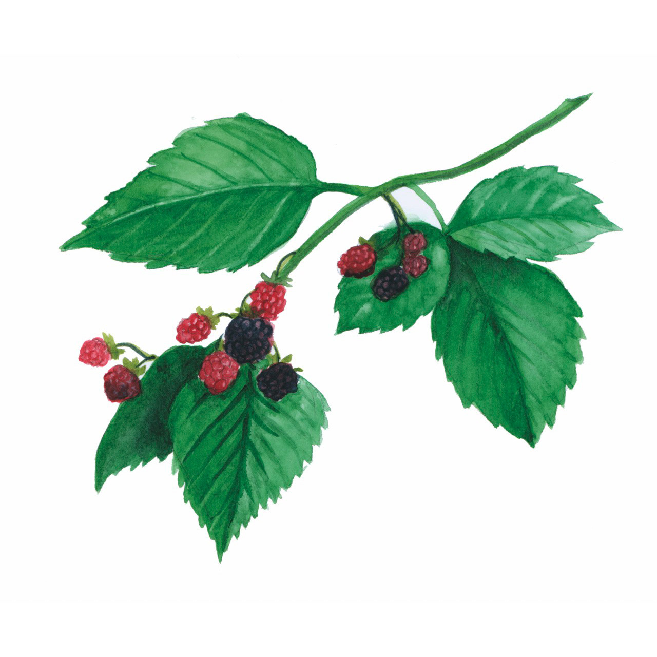 Waldbrombeeren