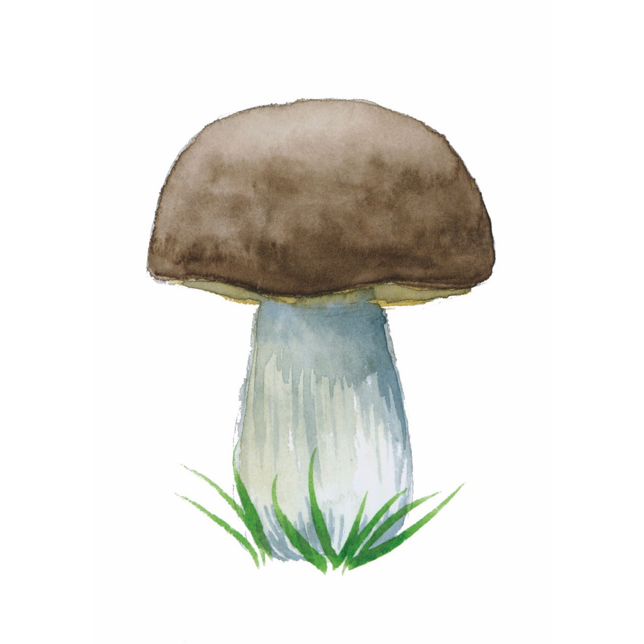 Steinpilz