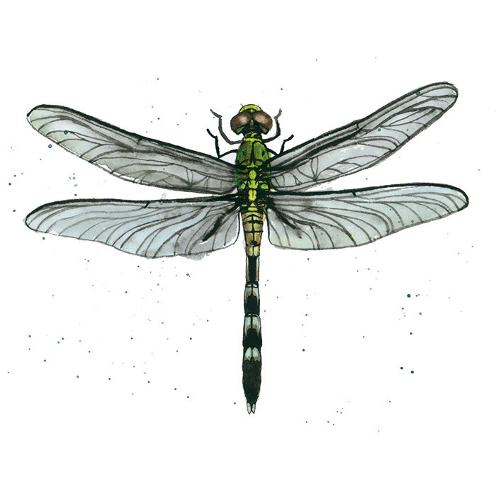 Libelle oben