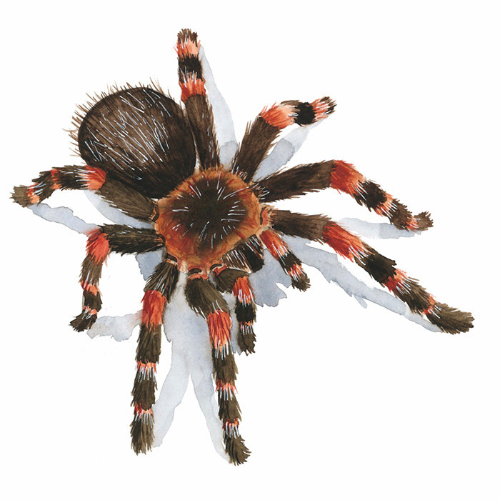 Vogelspinne