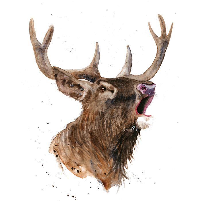Hirsch