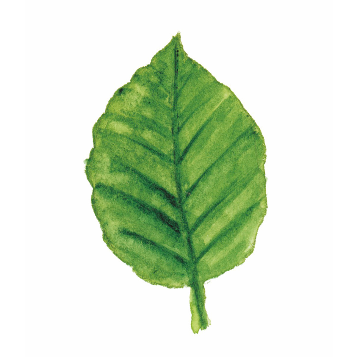 Buchenblatt
