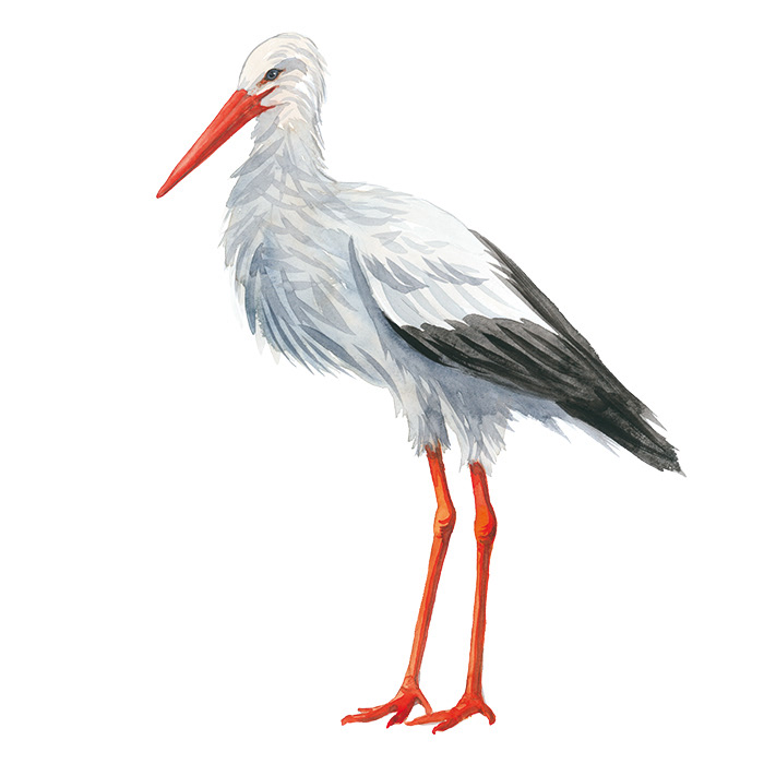 Storch stehend
