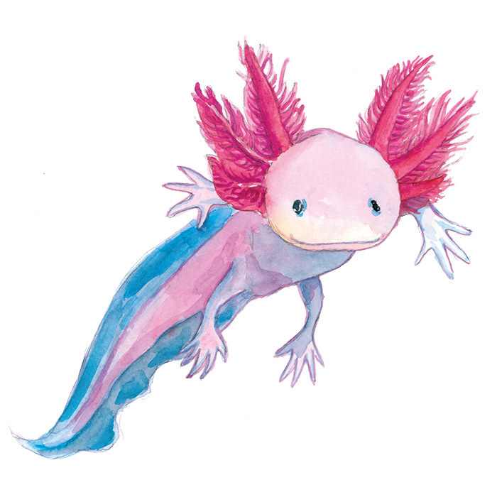 Axolotl