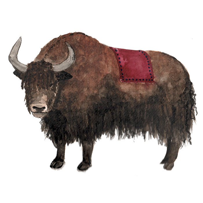 Yak
