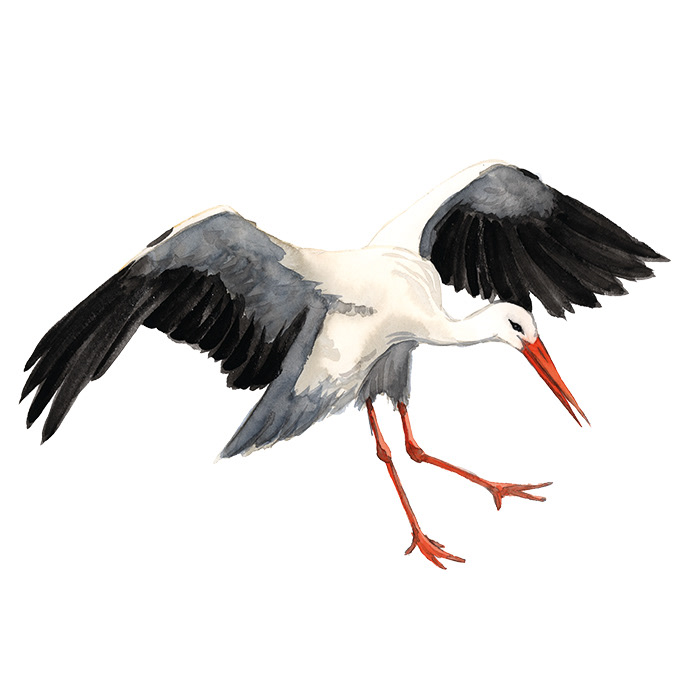 Storch fliegend