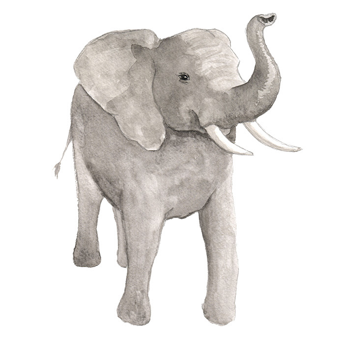 Elefant