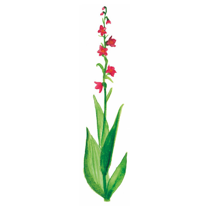 Blume rot