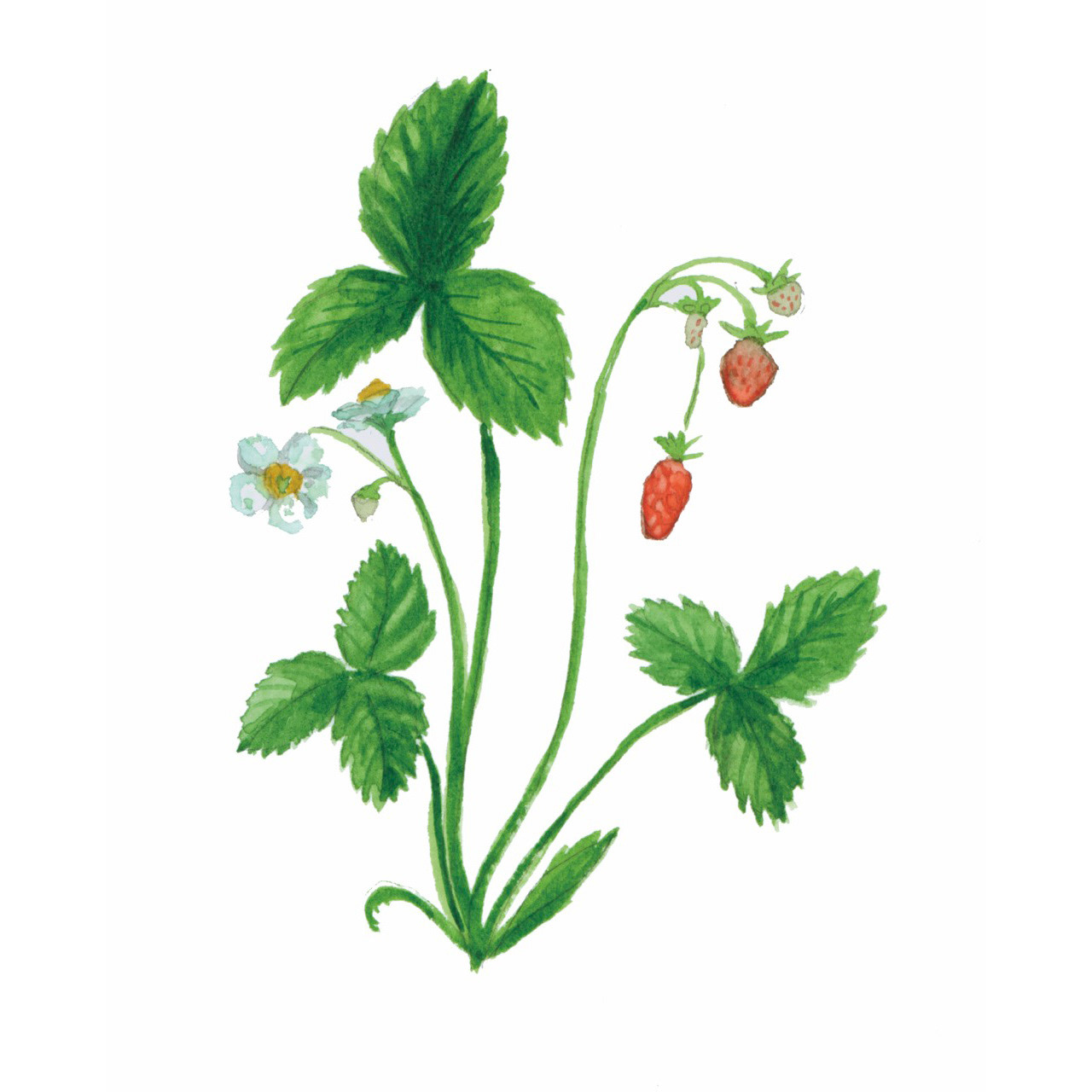Waldhimbeeren