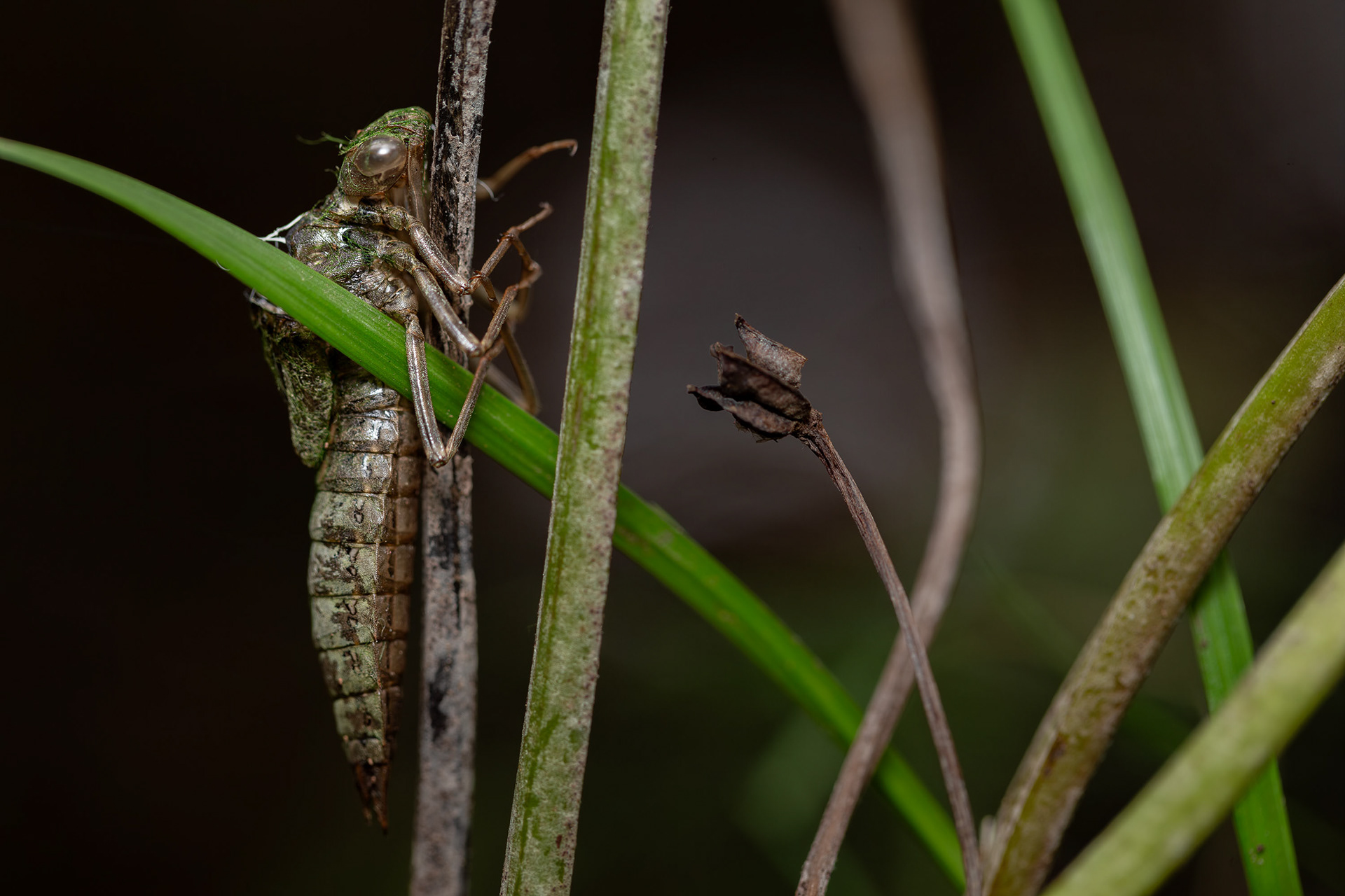 Exuvia di Libellula spp.