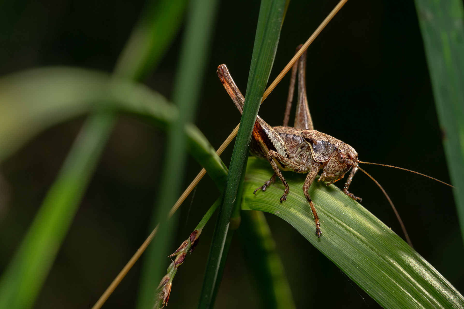 Tettigoniidae indet.