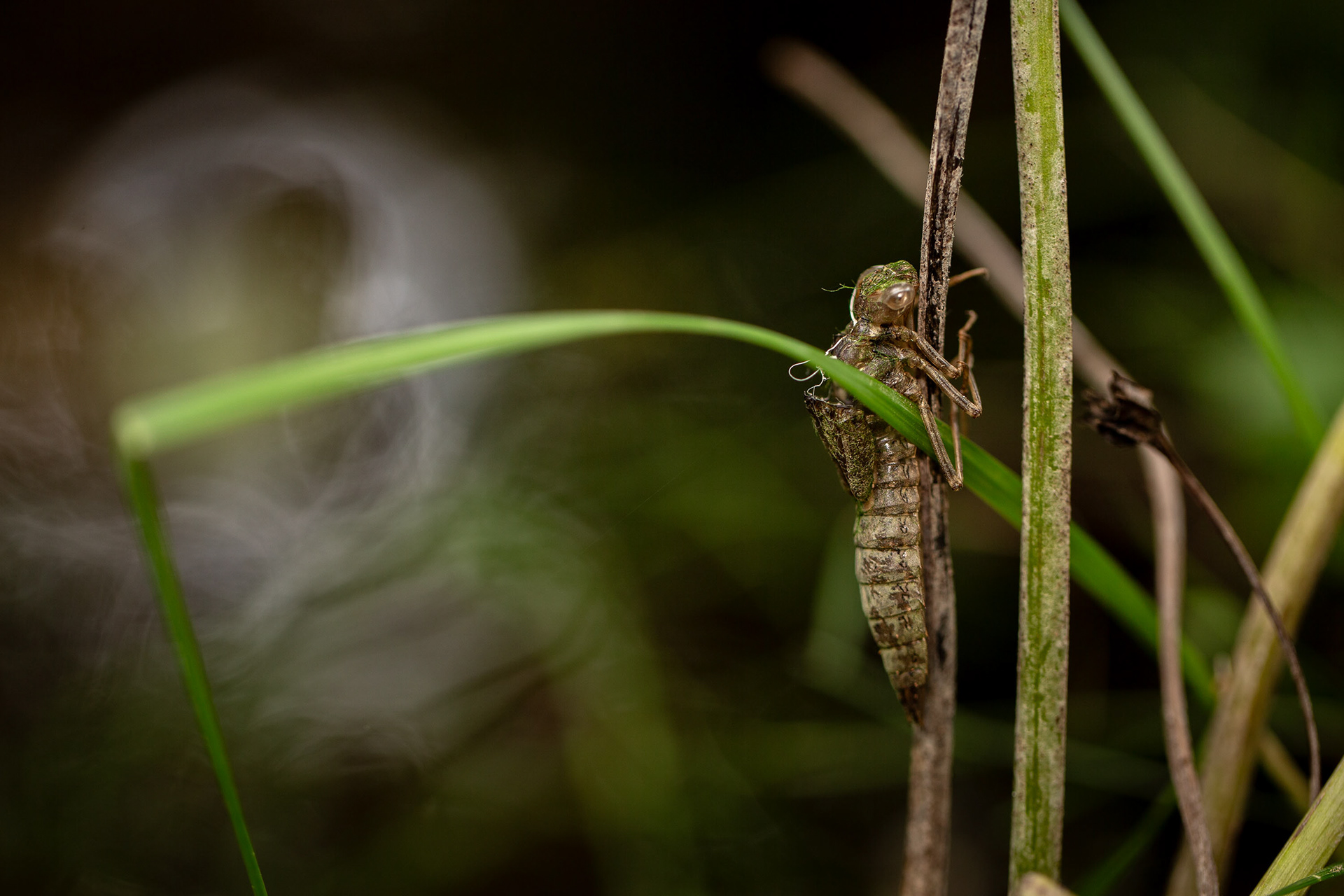 Exuvia di Libellula spp.
