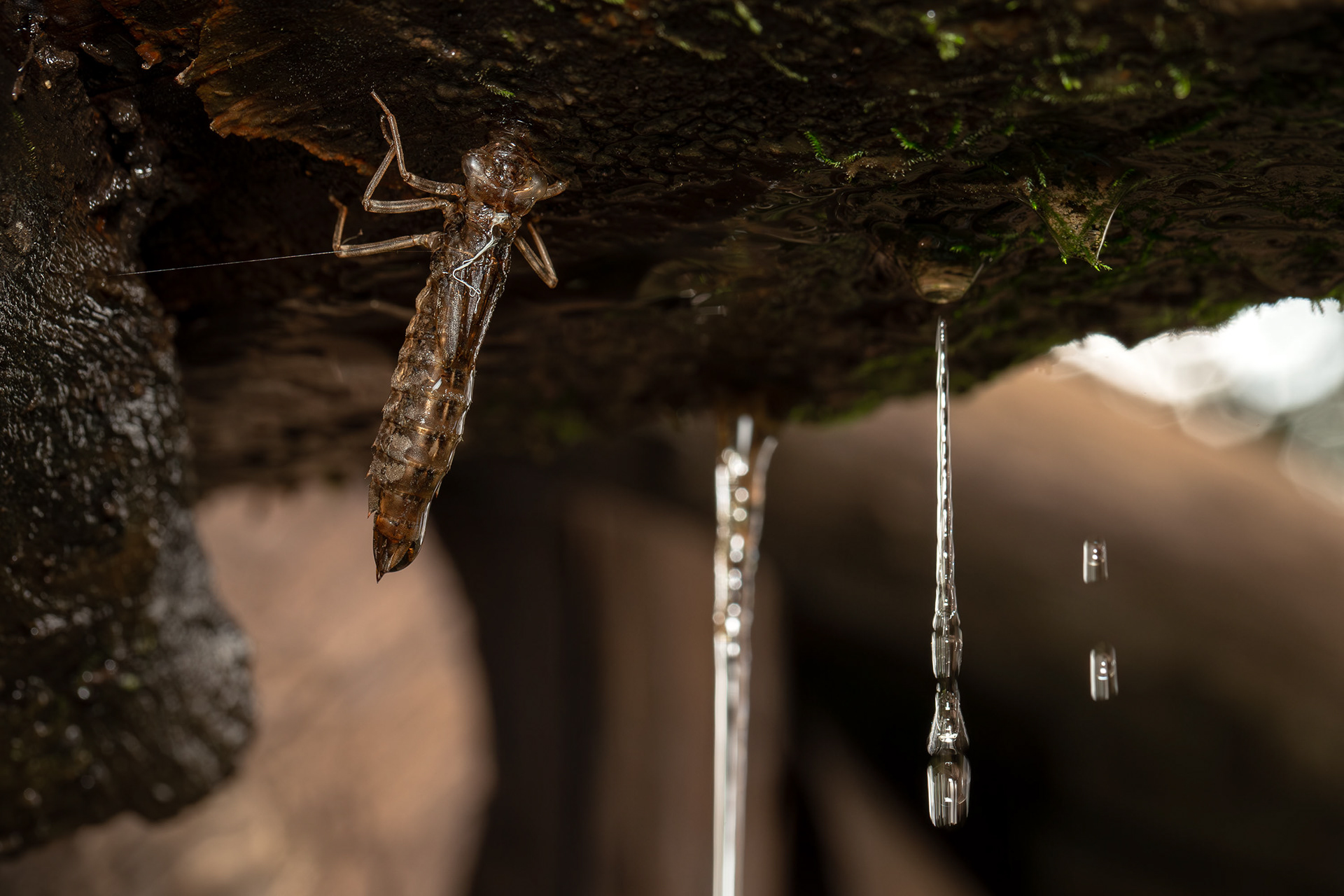 Exuvia di Libellula spp.