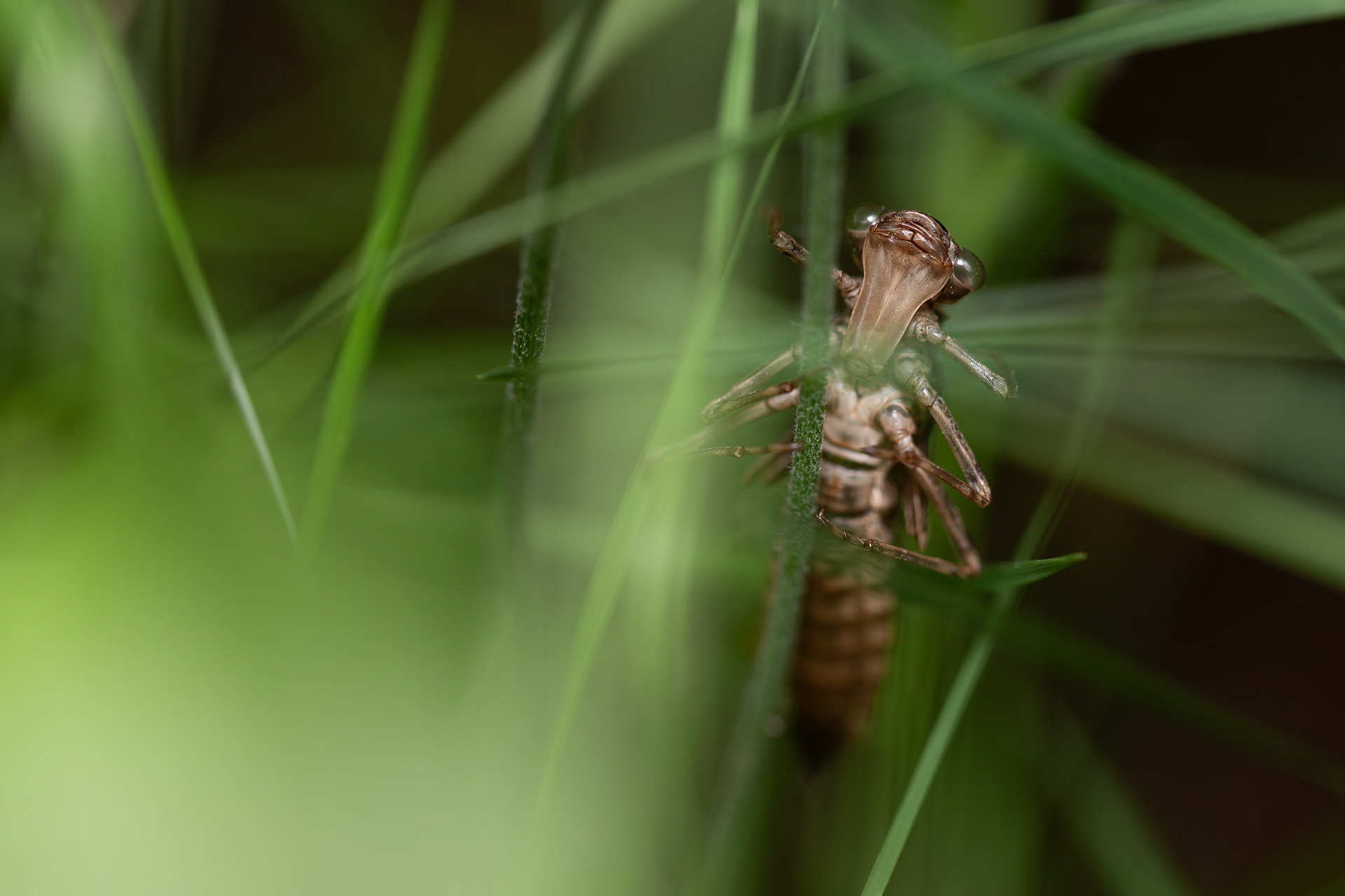 Exuvia di Libellula spp.