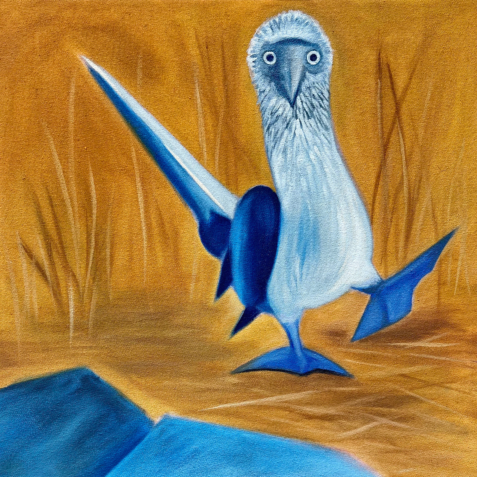 "Blue Footed Booby", 12"x12", oil on canvas
