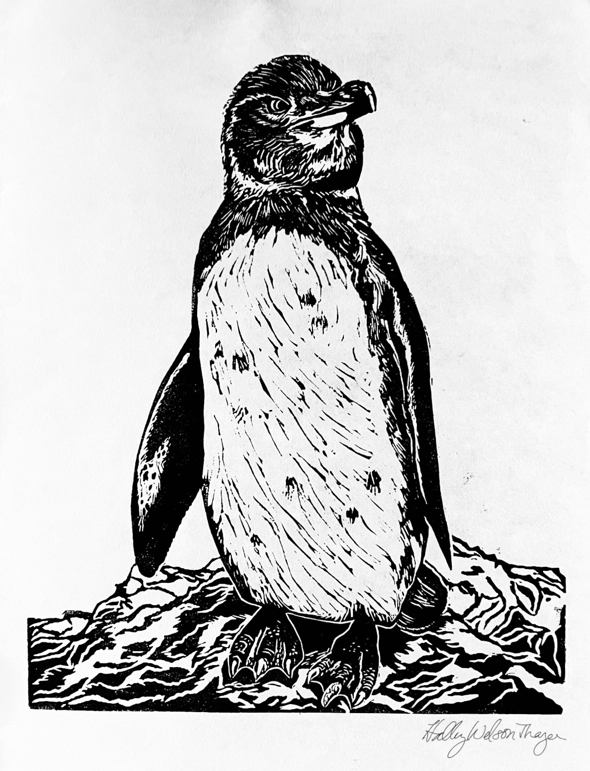 "Galapagos Penguin", 10"x12", Linocut